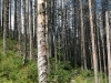 morskie-oko-palenica-wkasmundzka-czarny-staw-kazalnica-rysy-sierpien-2010-009