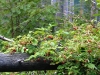 morskie-oko-palenica-wkasmundzka-czarny-staw-kazalnica-rysy-sierpien-2010-017